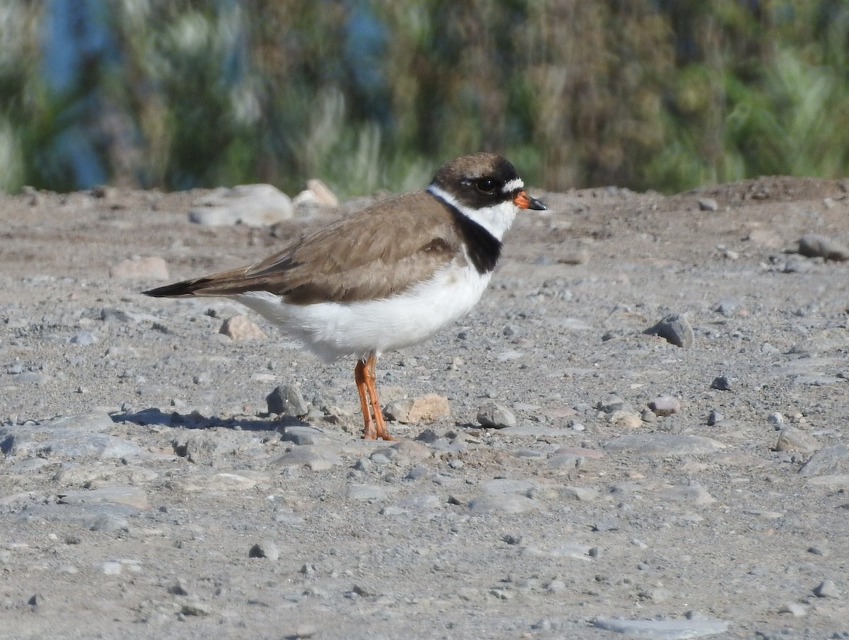 Semipalmated Plover - ML475580001