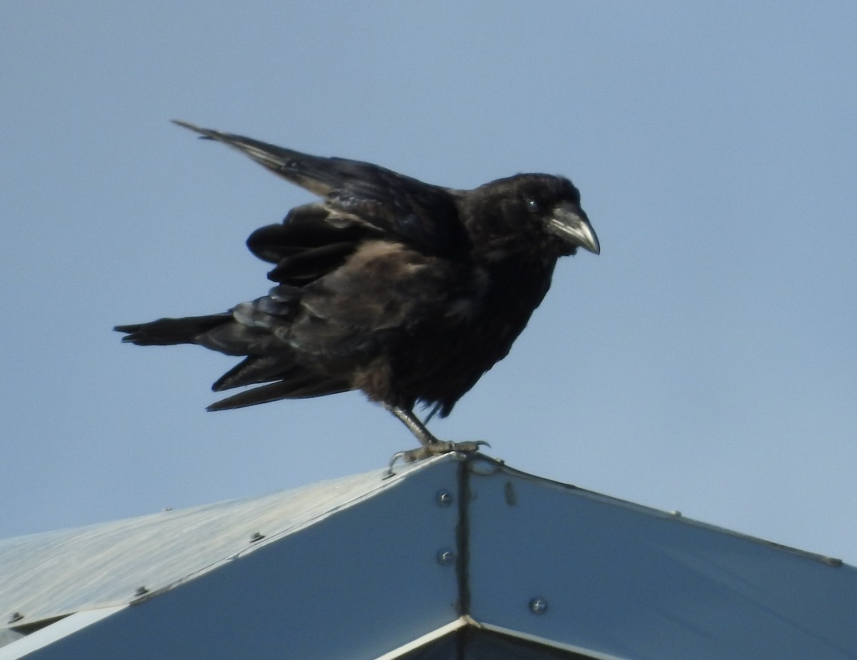 Common Raven - ML475580241