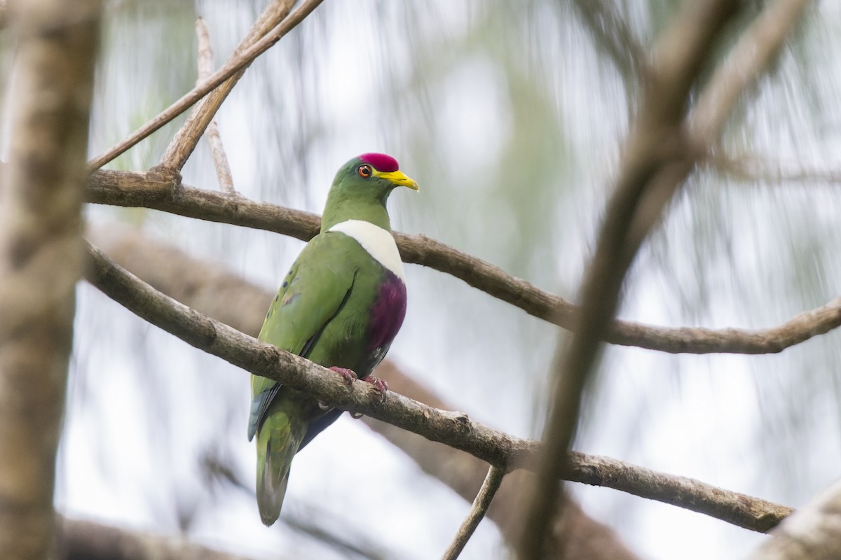 White-breasted Fruit-Dove (Moluccan) - ML475583511