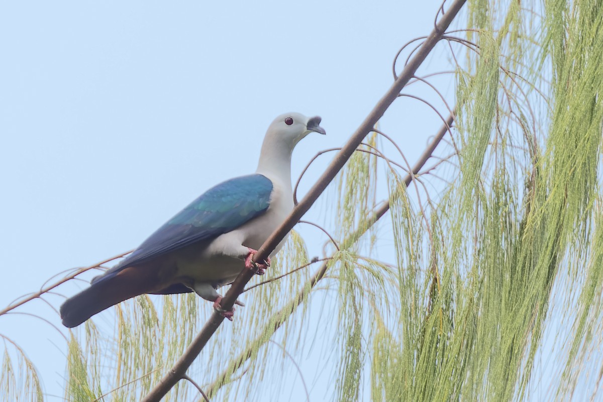 Spice Imperial-Pigeon - ML475583561