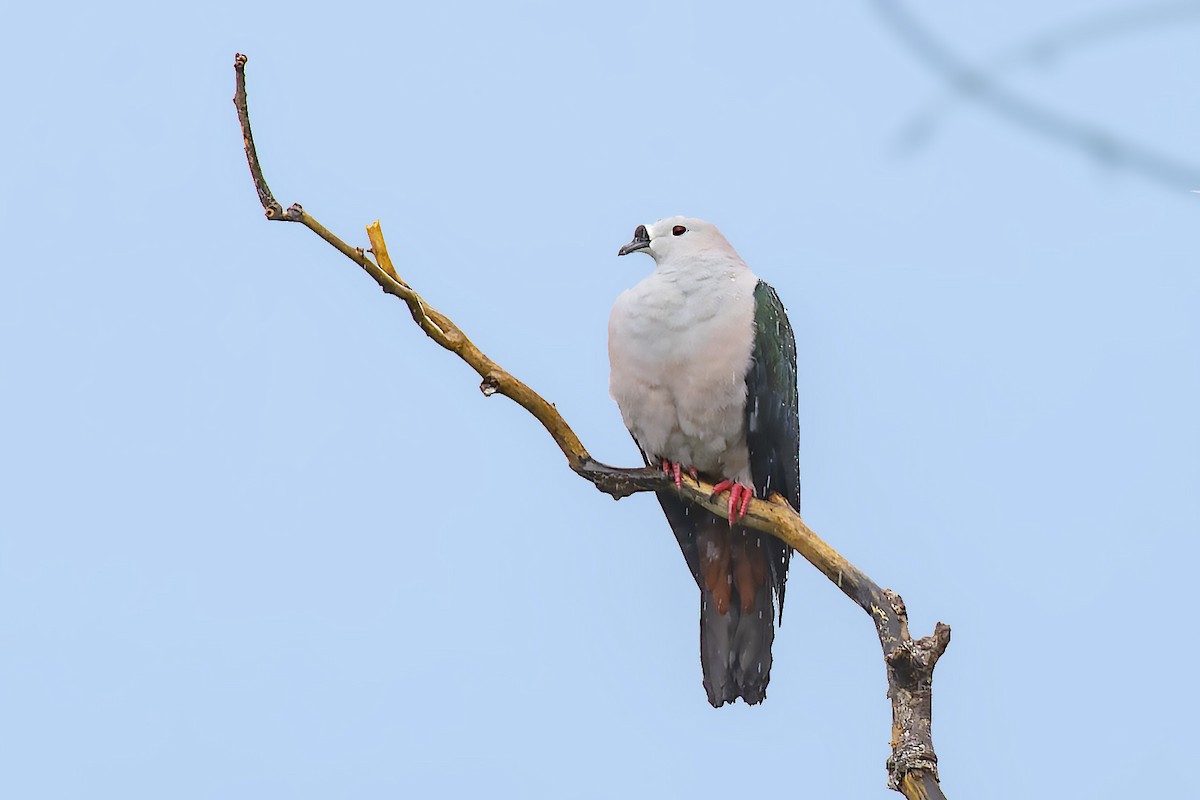 Spice Imperial-Pigeon - ML475584281