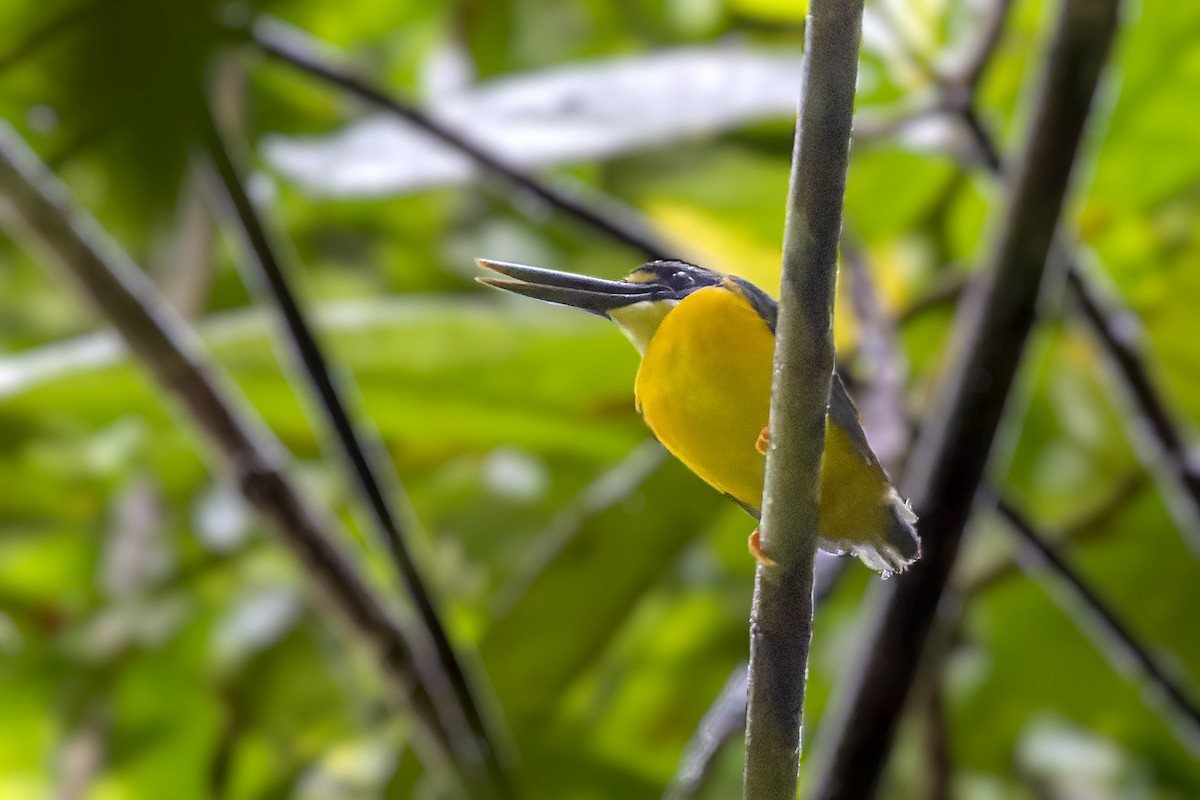 Papuan Dwarf-Kingfisher - ML475584411