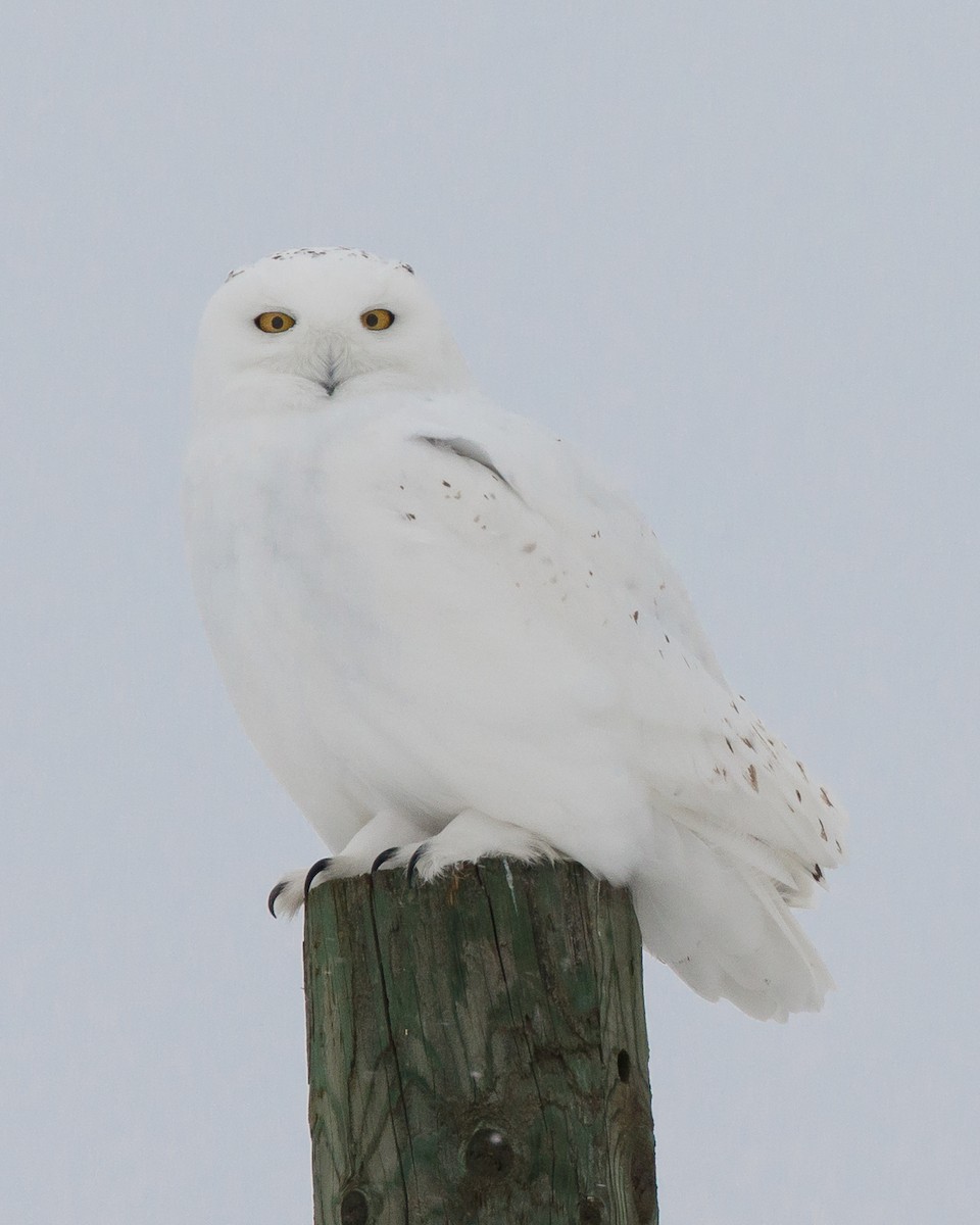 Snowy Owl - ML47558731