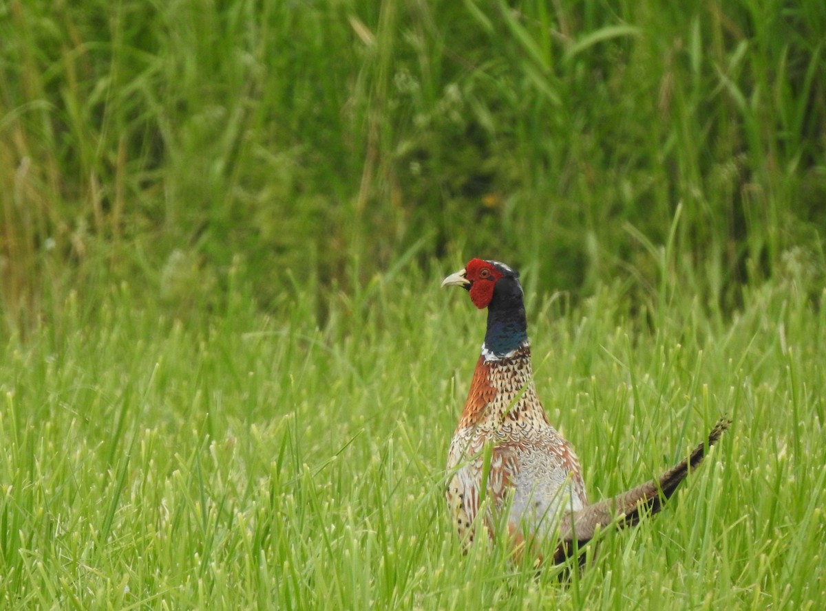 Ring-necked Pheasant - ML475587371
