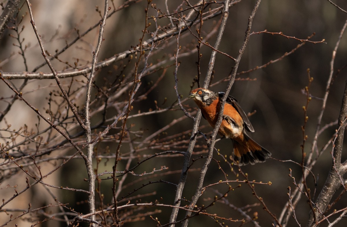 Rufous-tailed Plantcutter - Sergio Jaque Bopp