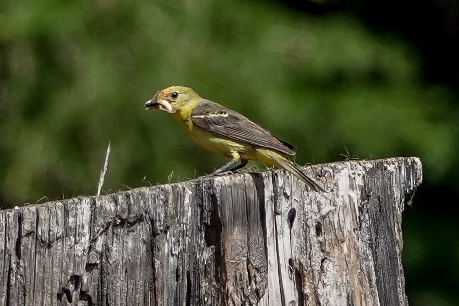 Western Tanager - ML475595221