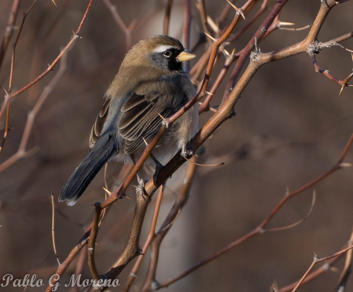 Many-colored Chaco Finch - ML475598091