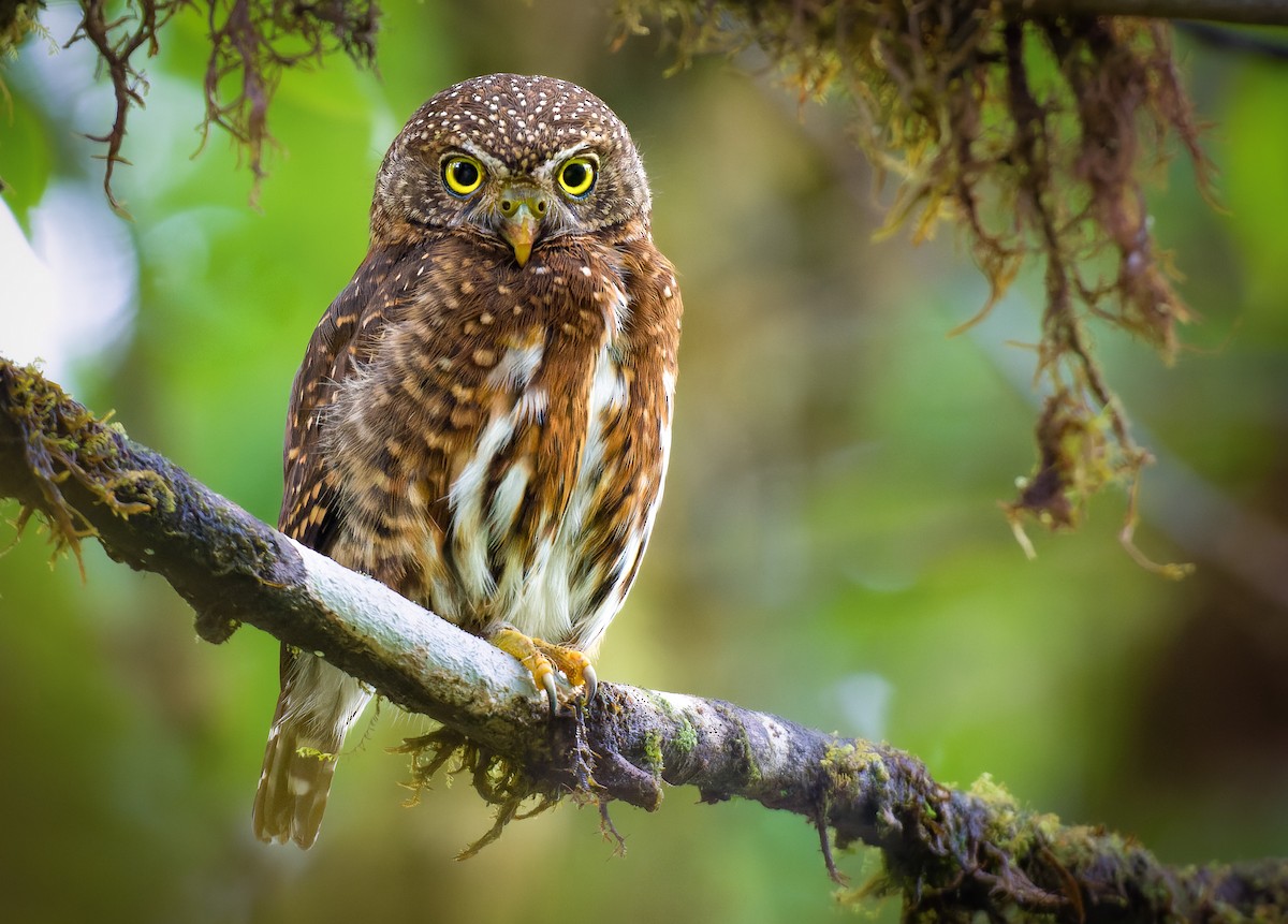 Costa Rican Pygmy-Owl - Alexander Montero