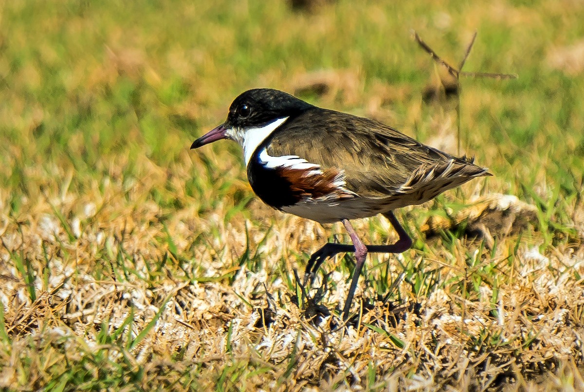 Red-kneed Dotterel - ML475605681