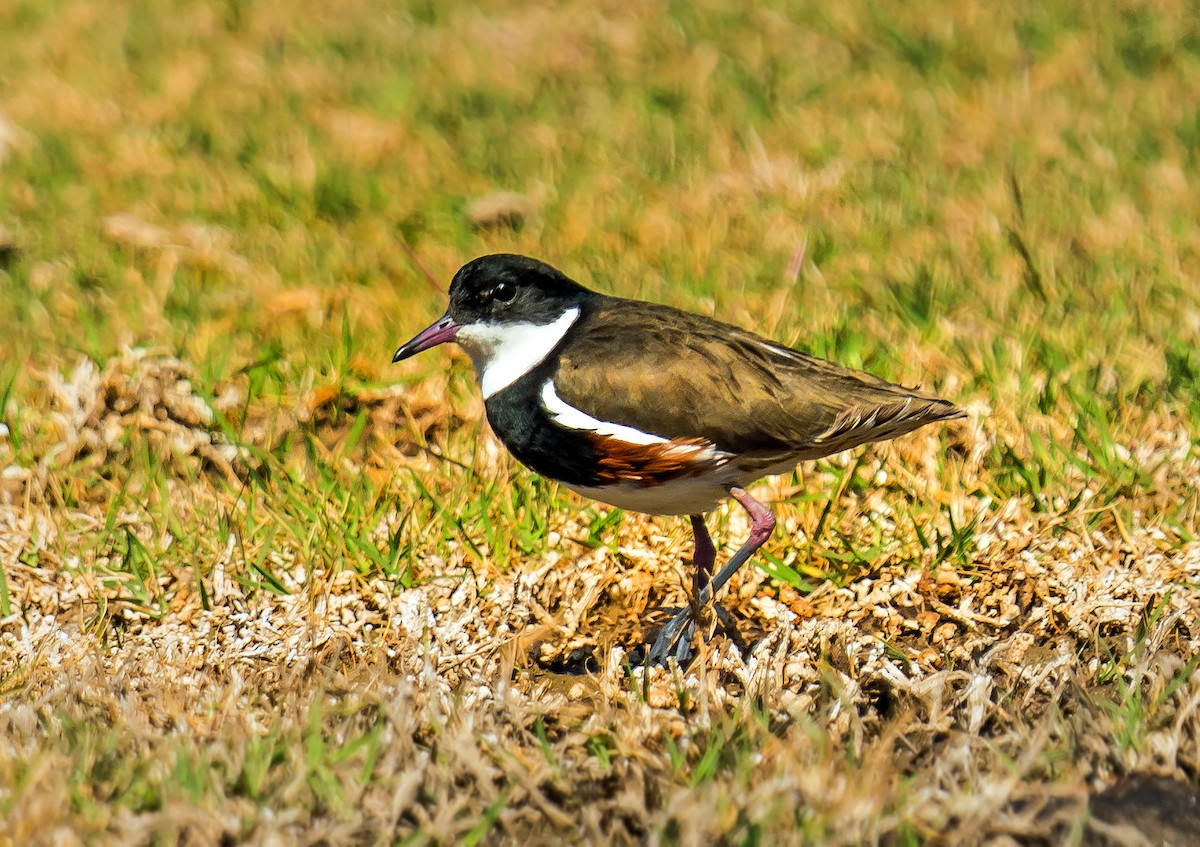 Red-kneed Dotterel - ML475605731