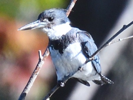Belted Kingfisher - ML475608591