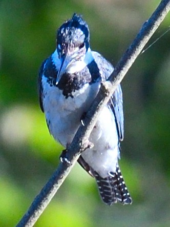 Belted Kingfisher - ML475608601