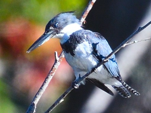 Belted Kingfisher - ML475608611