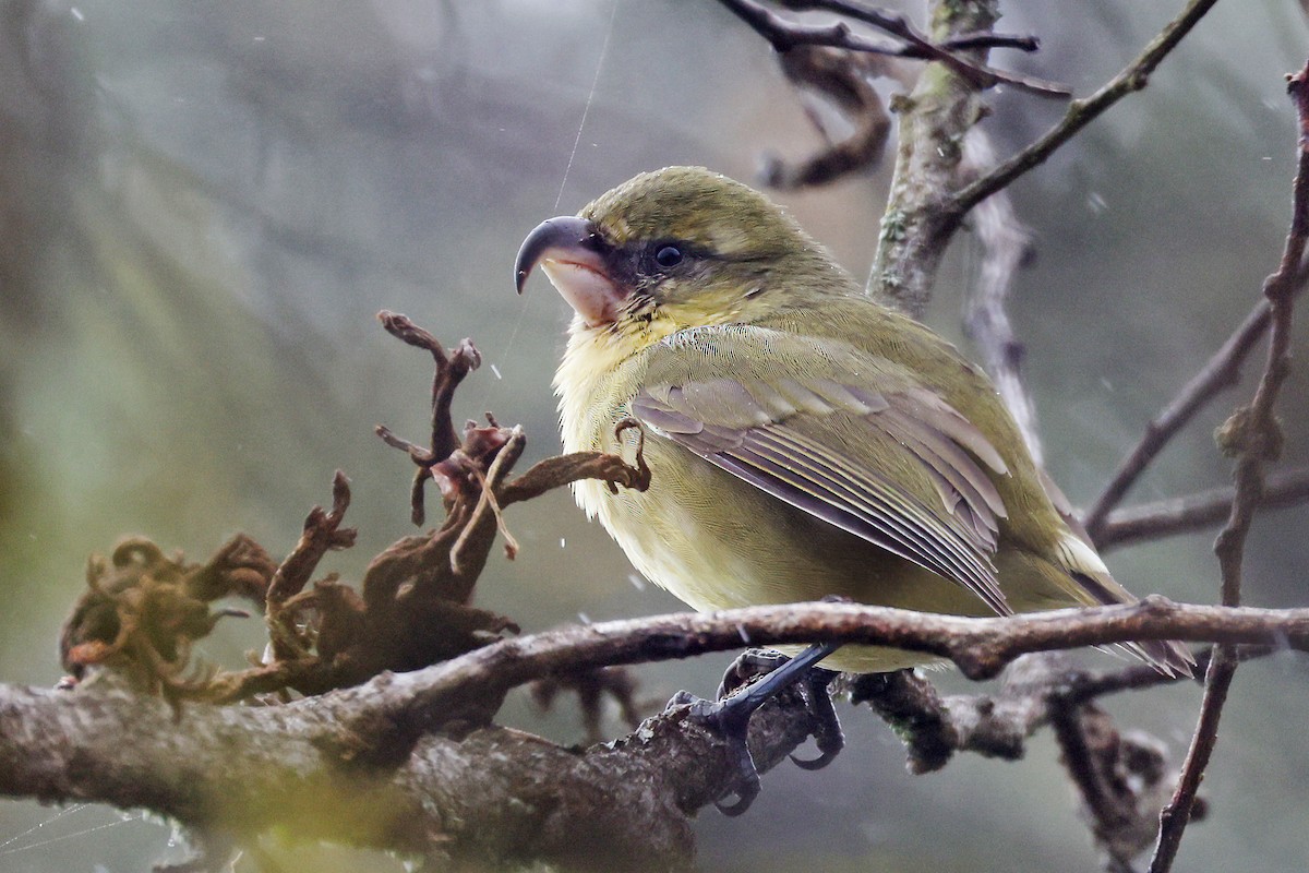Papageischnabel-Kleidervogel - ML475619151