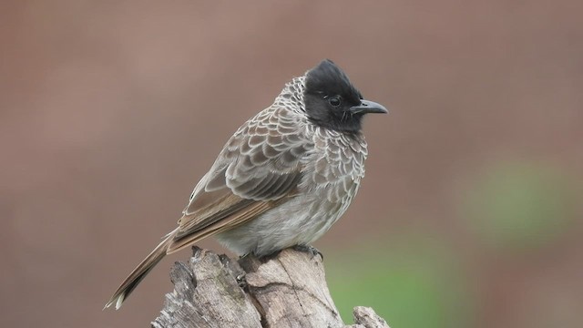 Red-vented Bulbul - ML475627681