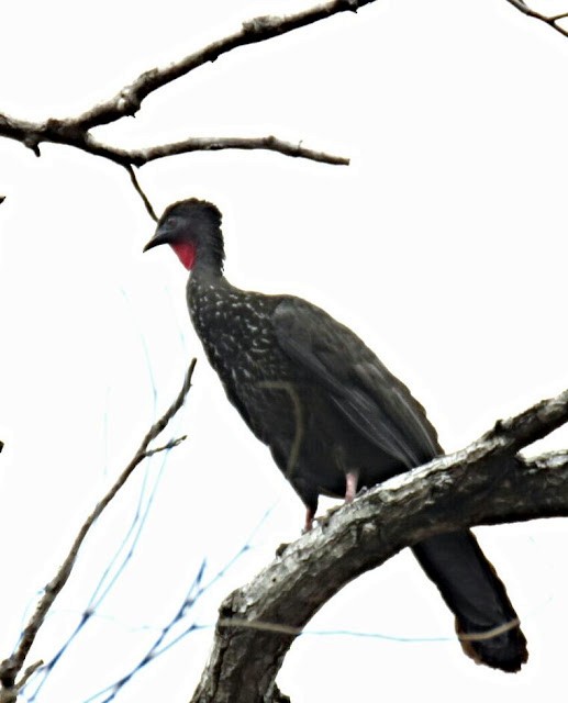 Crested Guan - ML475633231
