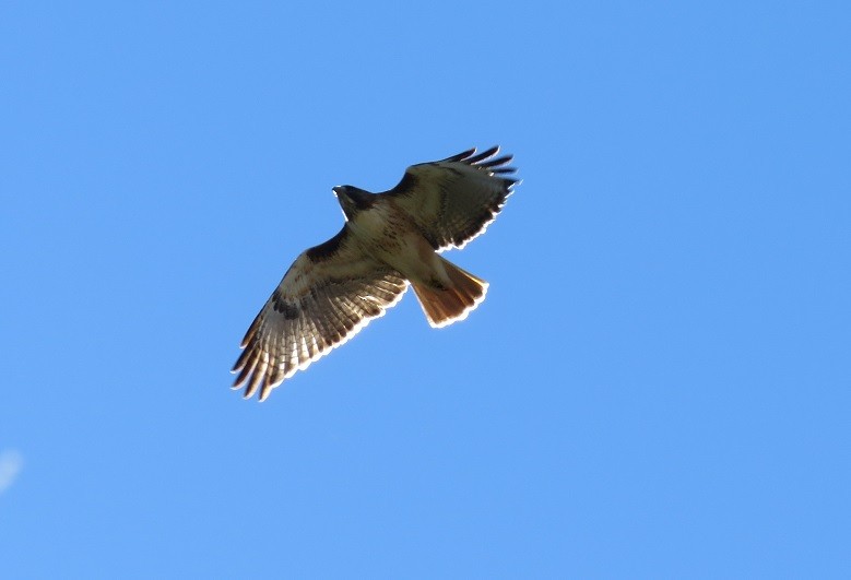 Red-tailed Hawk - ML47563361