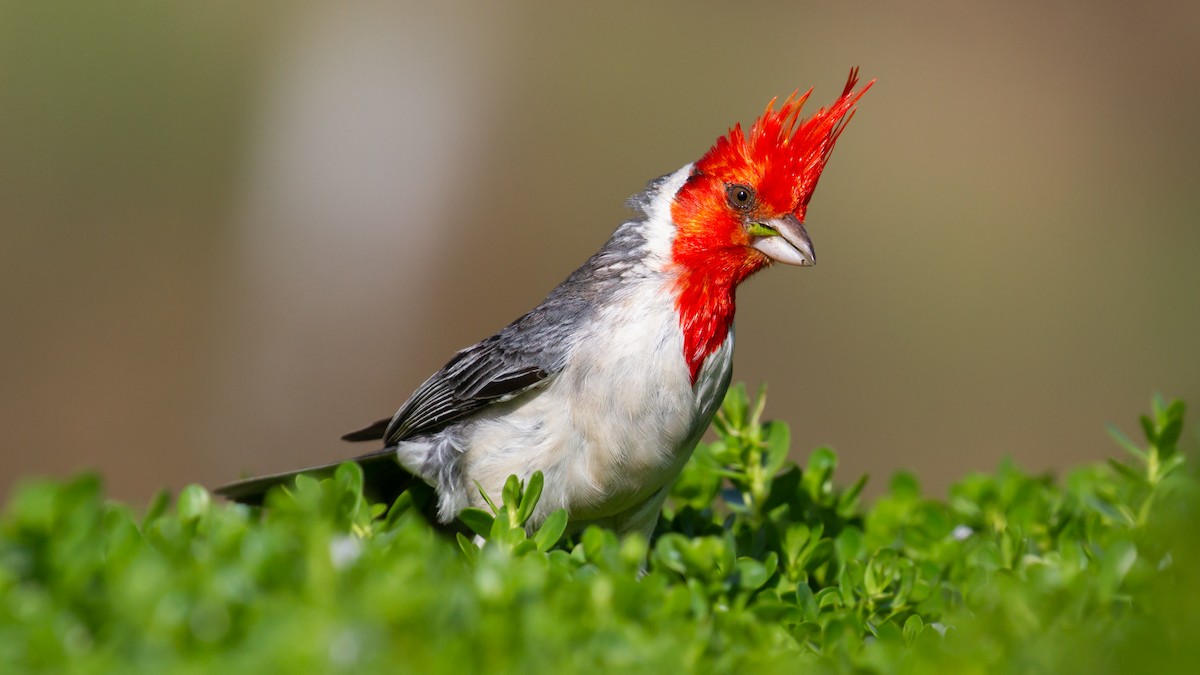 Red-crested Cardinal - ML475636271