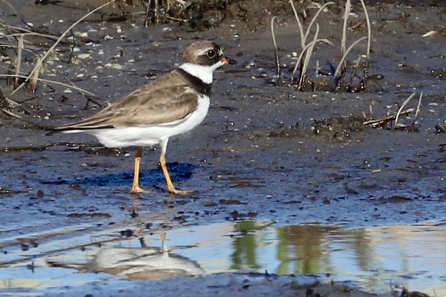 Semipalmated Plover - ML475636721