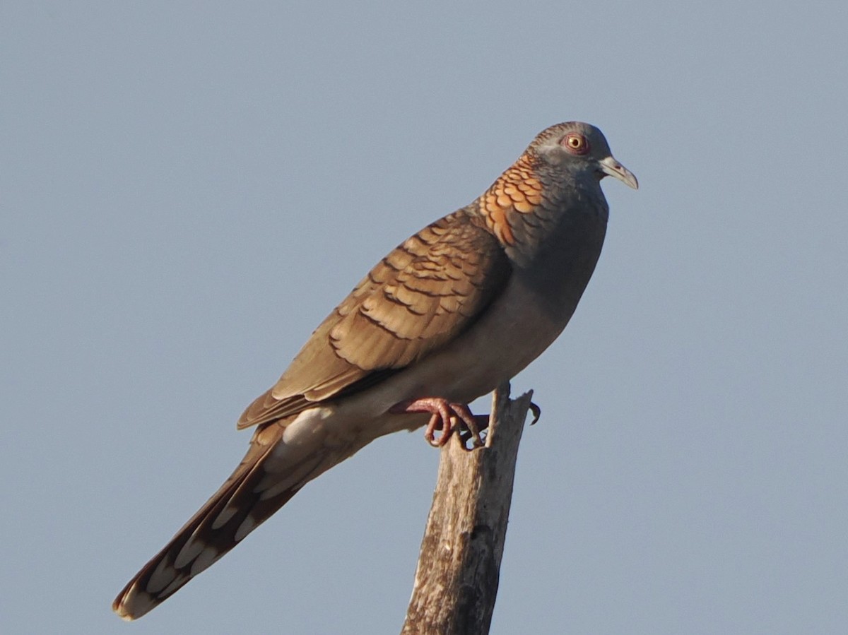 Bar-shouldered Dove - Murray DELAHOY