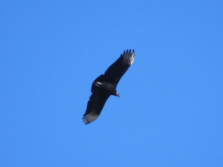 Black Vulture - ML47564141