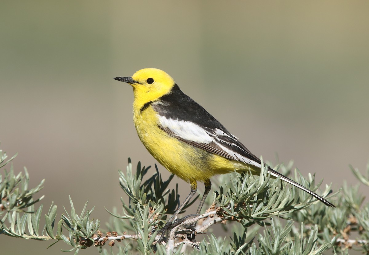 Citrine Wagtail (Black-backed) - ML475641791