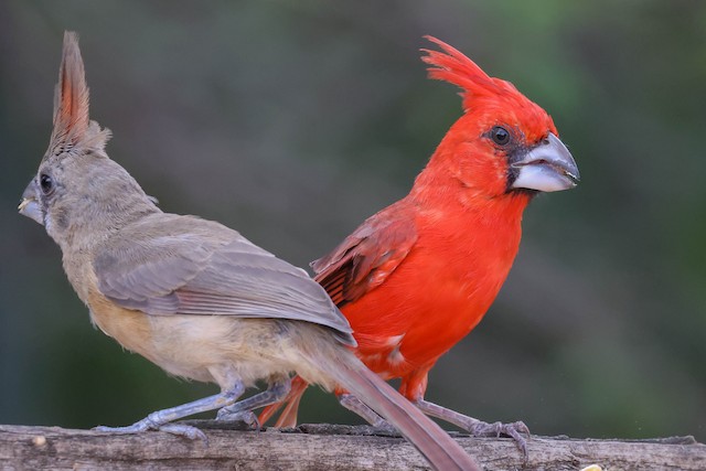 Juvenile Vermilion Cardinal (left) with Adult Male.&nbsp; - Vermilion Cardinal - 