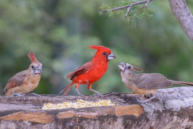 Juvenile Male (left) and Female (right) with Adult male Vermilion Cardinal. - Vermilion Cardinal - 