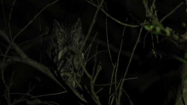 Western Screech-Owl (Northern) - ML475646