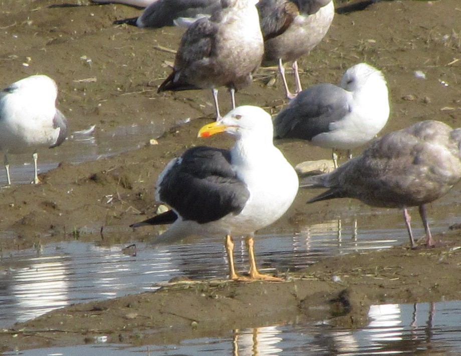 Yellow-footed Gull - Darren Dowell