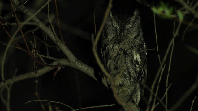 Western Screech-Owl (Northern) - ML475647