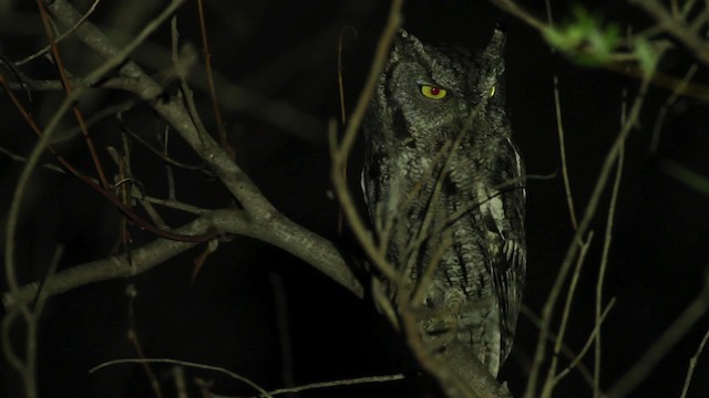 Western Screech-Owl (Northern) - ML475648