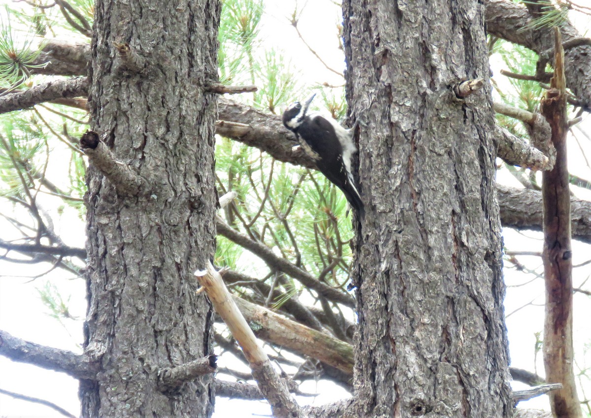 eBird Checklist 13 Aug 2022 Mt. LemmonInspiration Rock Picnic