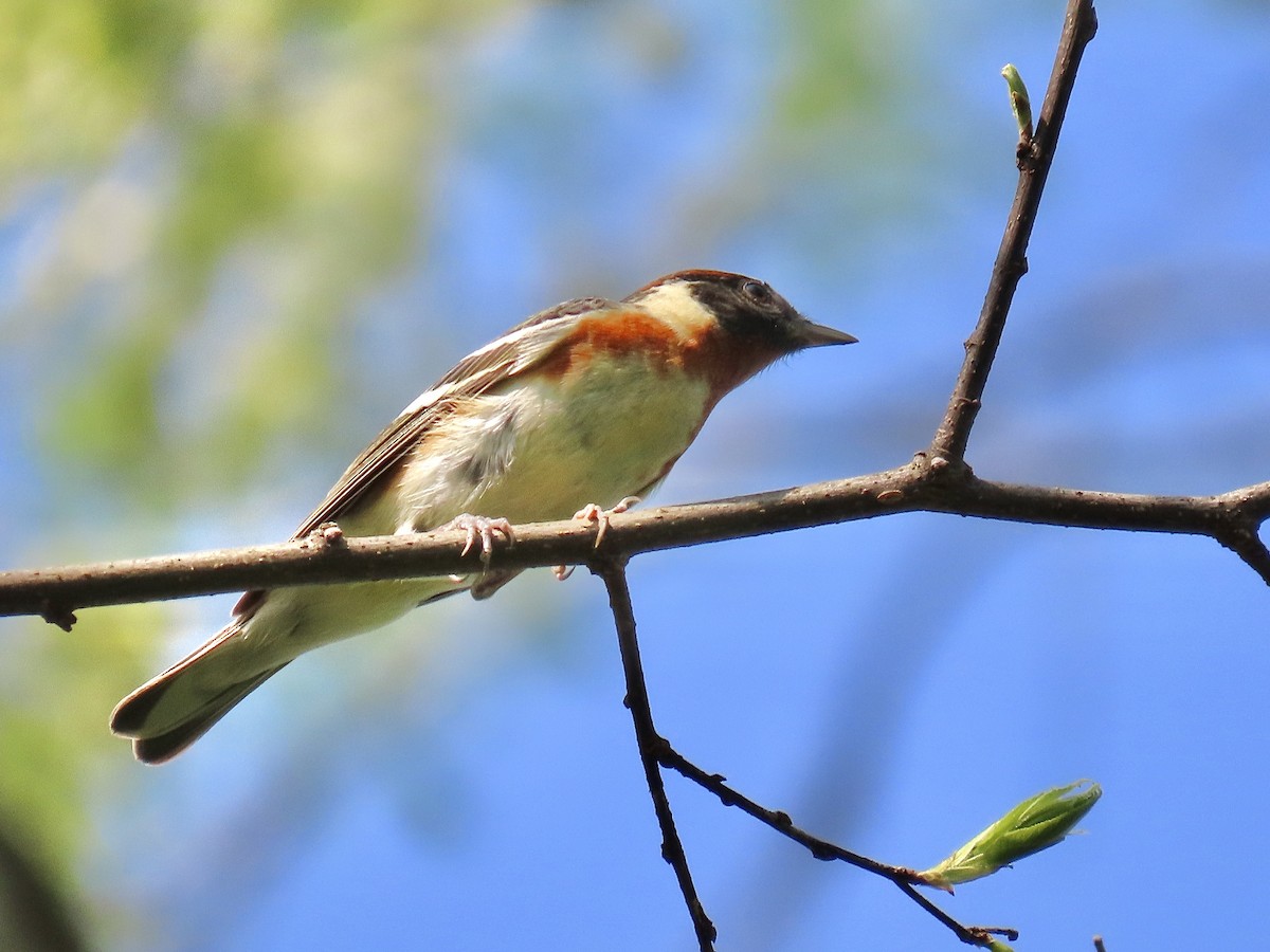 Bay-breasted Warbler - ML475648601