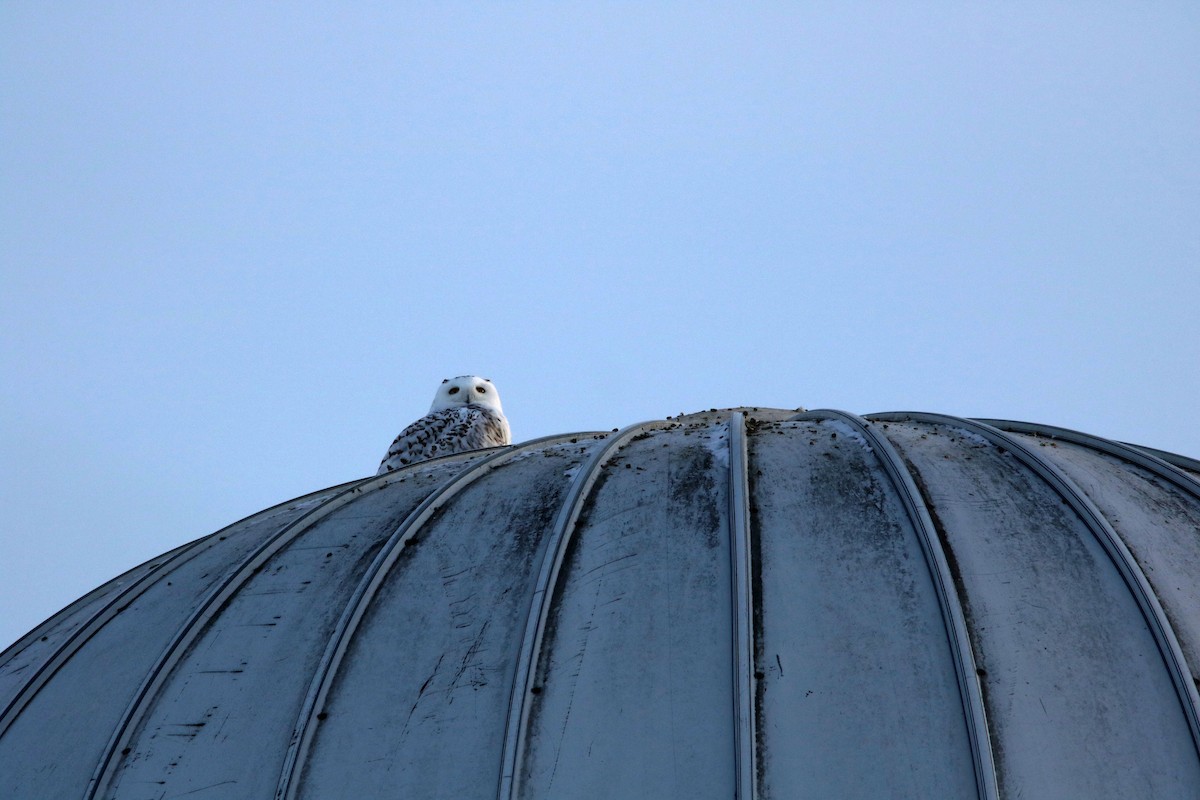 Snowy Owl - ML47564861