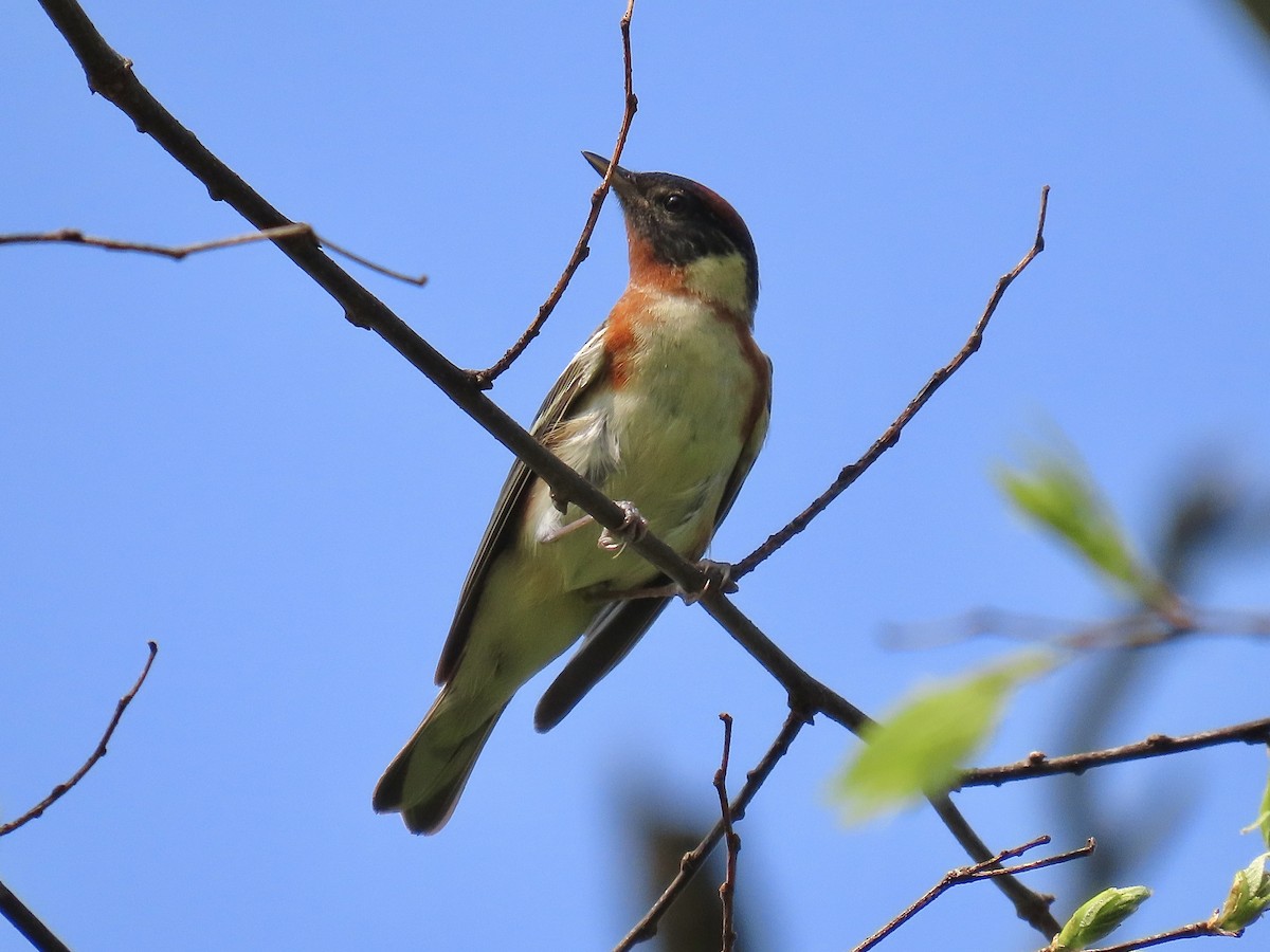 Bay-breasted Warbler - ML475648621