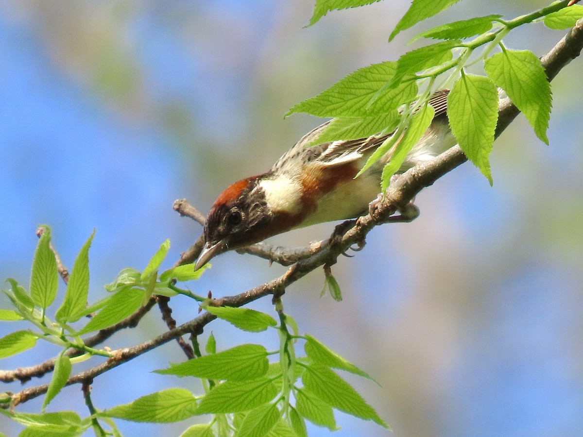 Bay-breasted Warbler - ML475648651