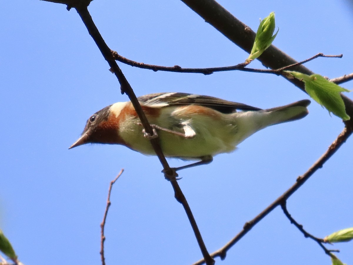Bay-breasted Warbler - ML475648661