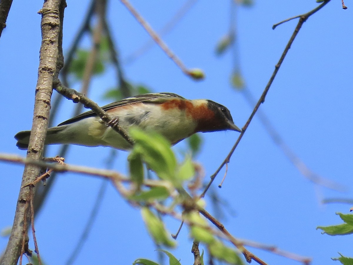 Bay-breasted Warbler - ML475648671