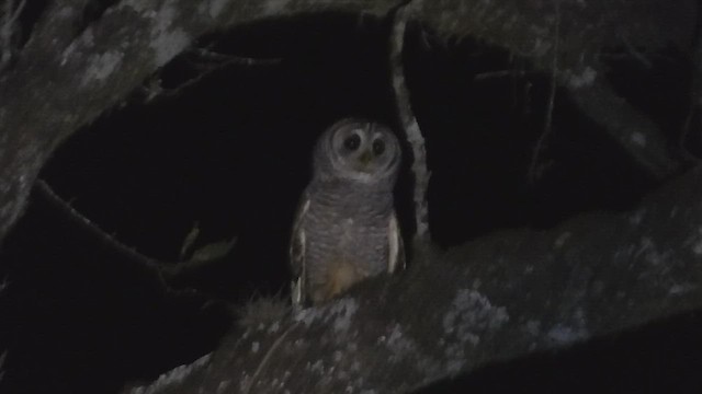 Chaco Owl - ML475649241