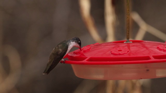 Violet-crowned Hummingbird - ML475650