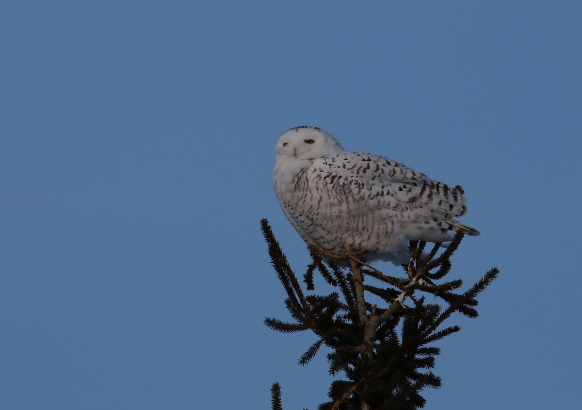 Snowy Owl - ML47565181