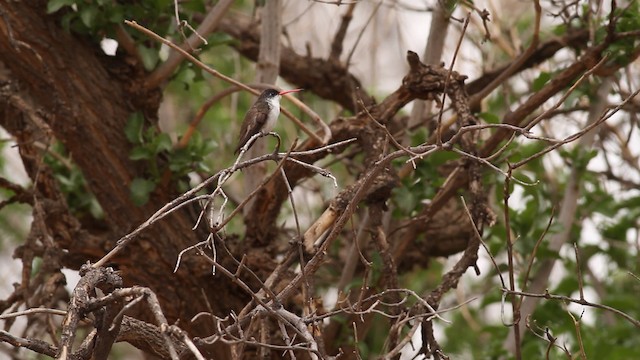 Violet-crowned Hummingbird - ML475653
