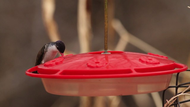 Violet-crowned Hummingbird - ML475654