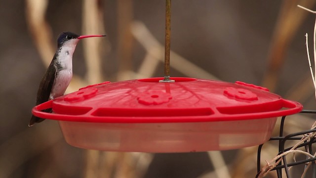 Violet-crowned Hummingbird - ML475655