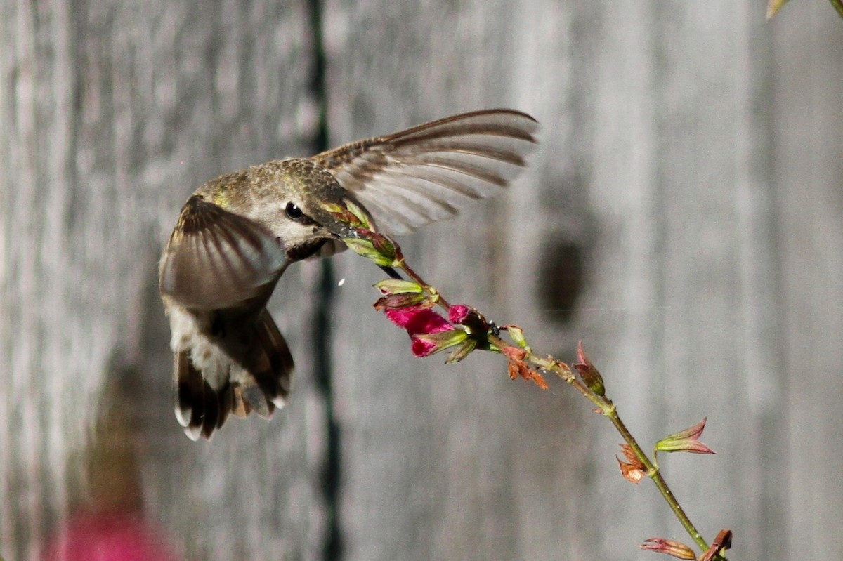 Costa's Hummingbird - ML475655851