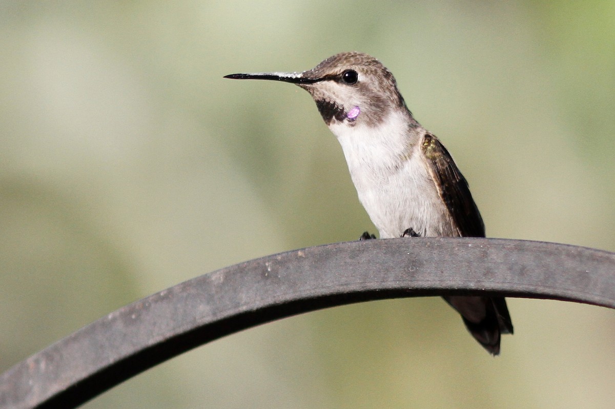 Costa's Hummingbird - ML475655881