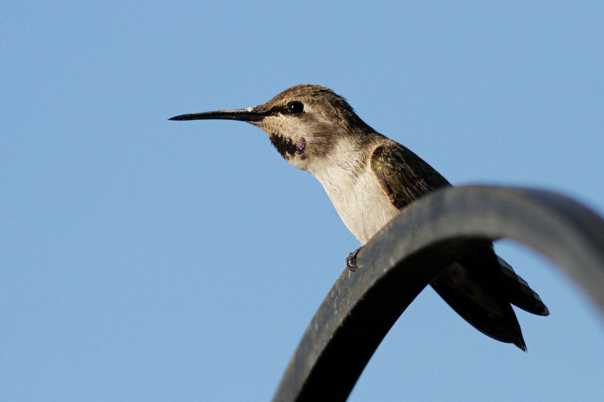 Costa's Hummingbird - ML475655891