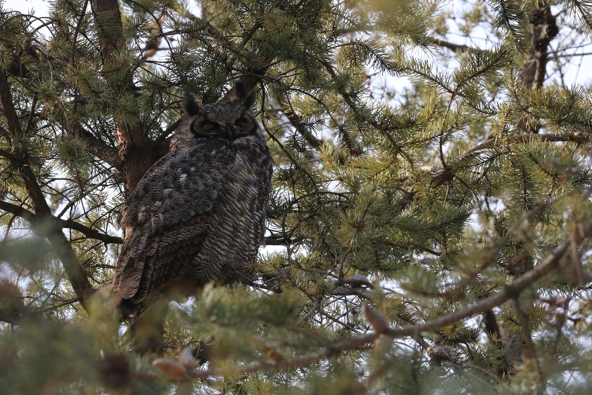 Great Horned Owl - ML47565631
