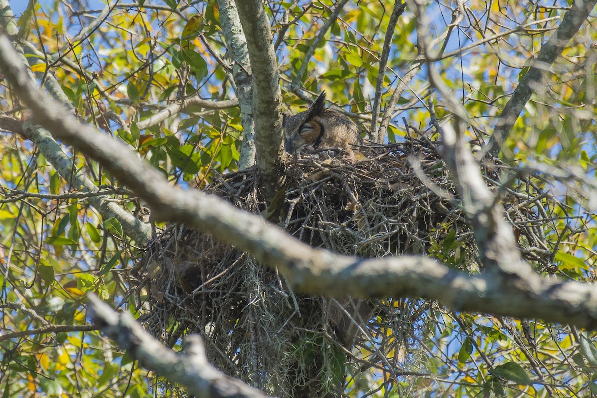 Great Horned Owl - Tal Pipkin